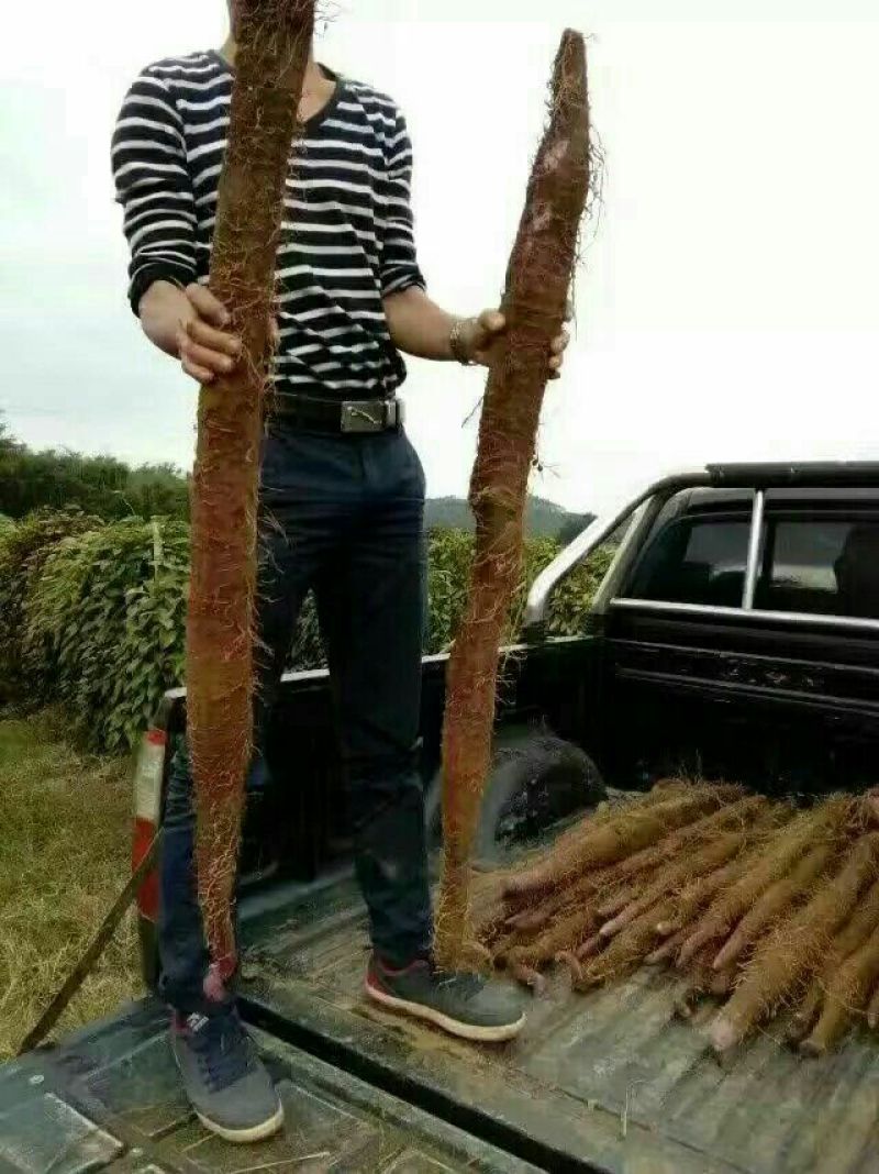 紫山药苗高紫山药种段产地直供已消毒处理好到货即可催芽