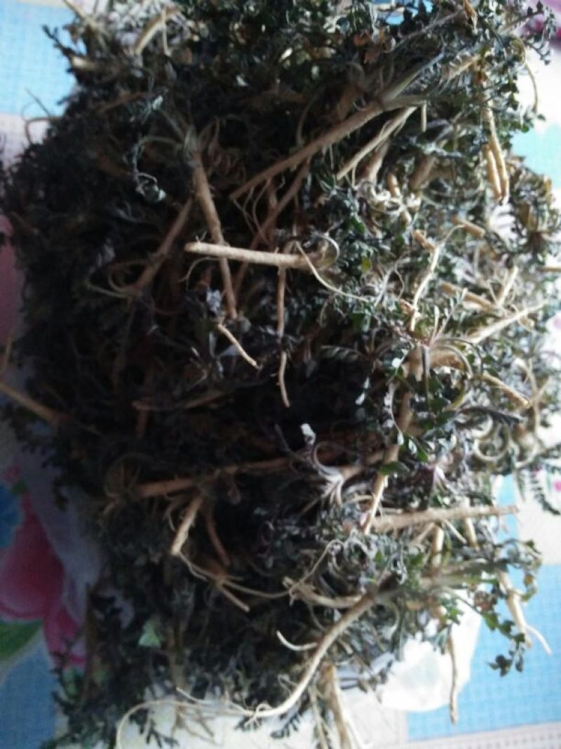 荠菜5cm以上
