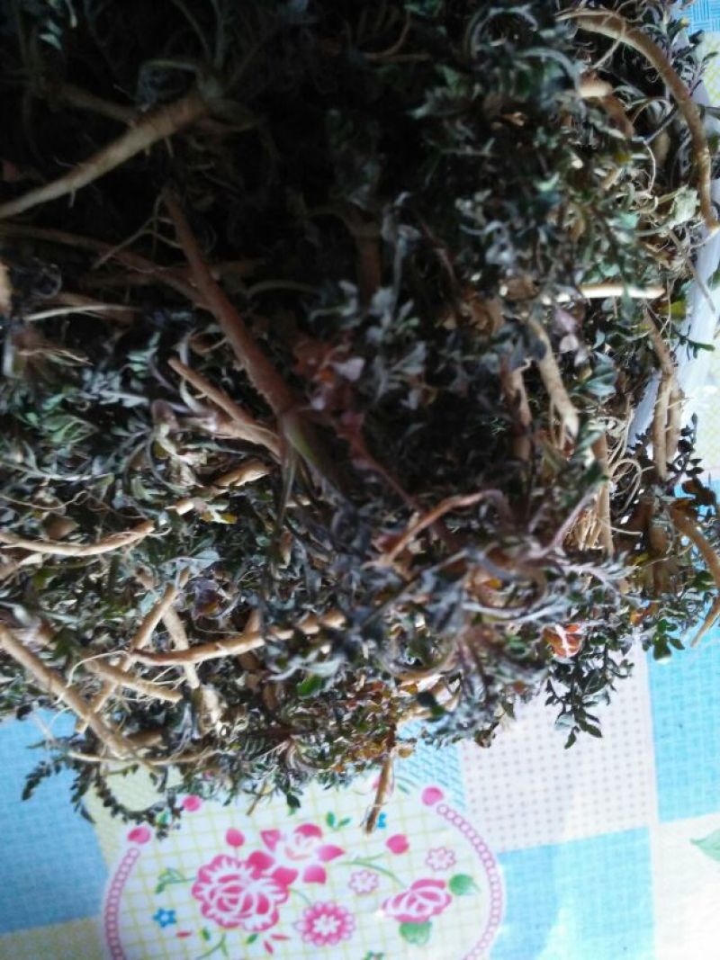 荠菜5cm以上