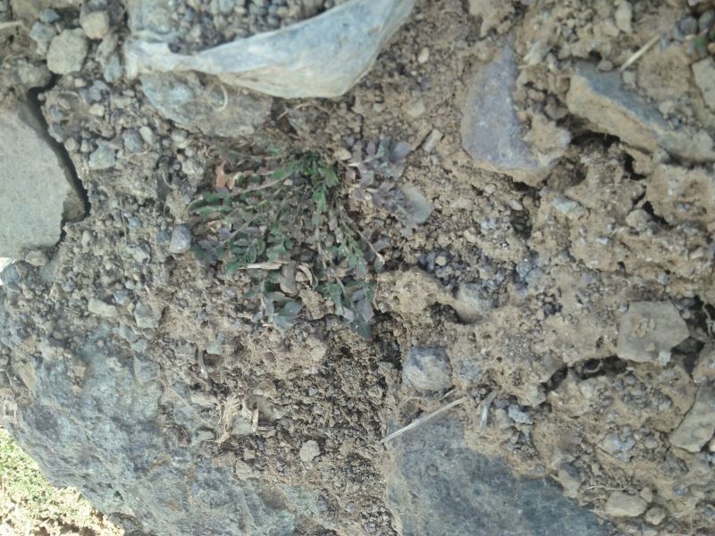 荠菜5cm以上