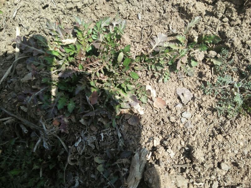 荠菜5cm以上