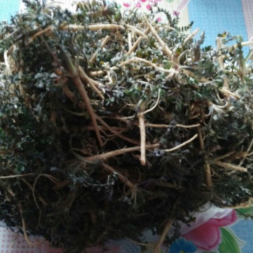 荠菜5cm以上