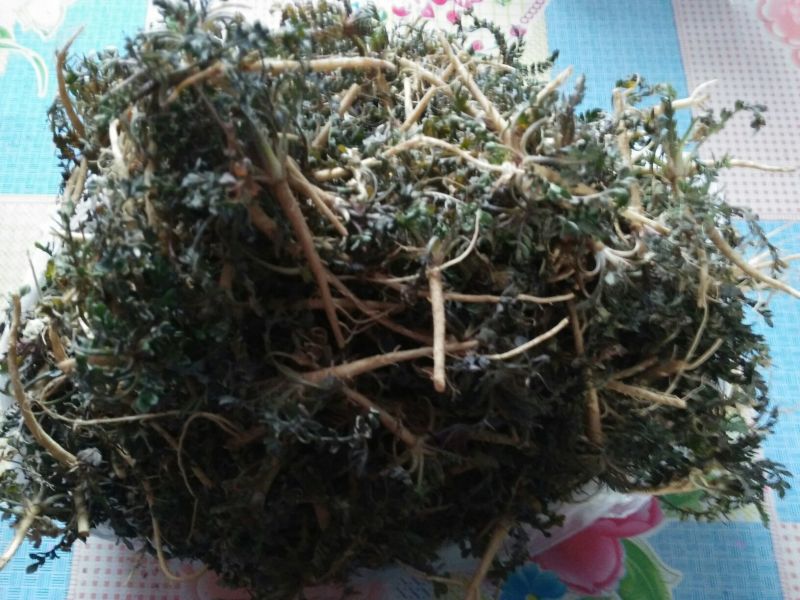 荠菜5cm以上