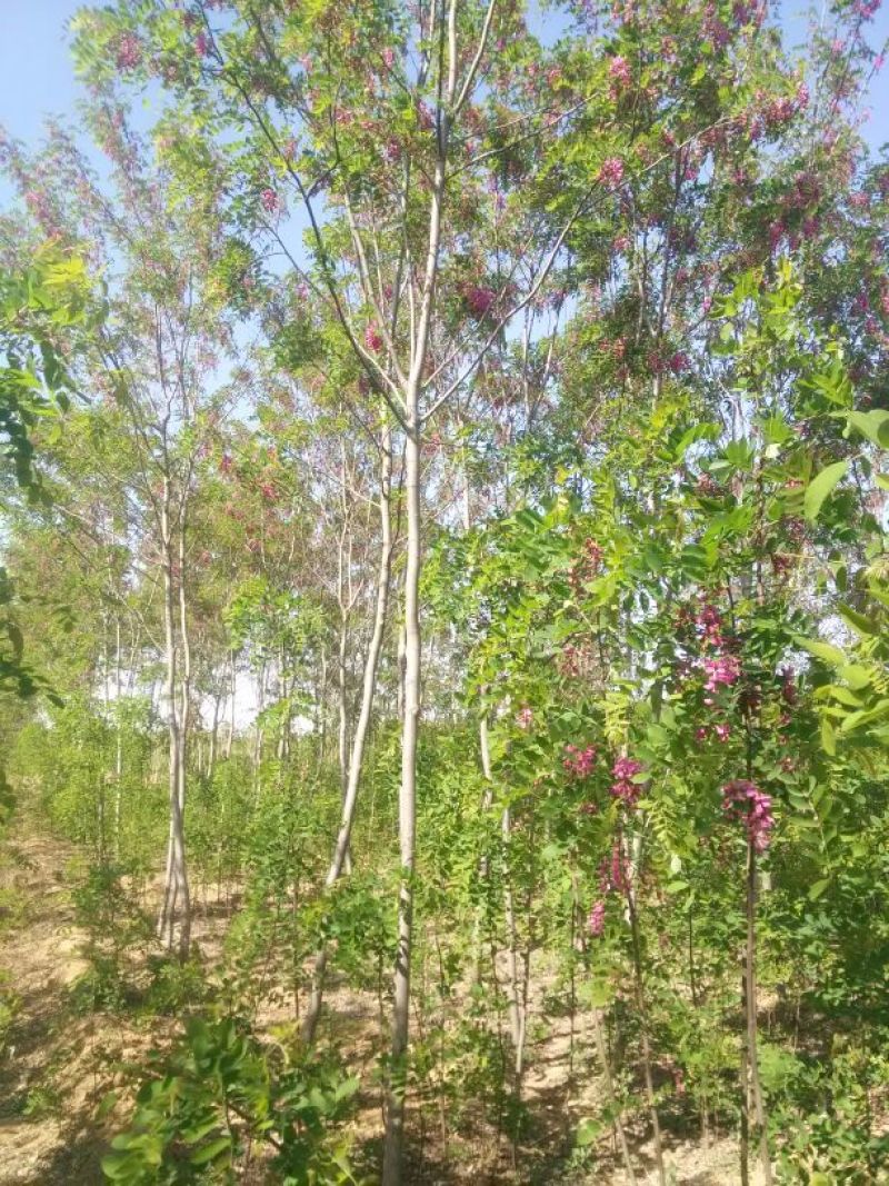 香花槐1~2米4~6cm4~6cm