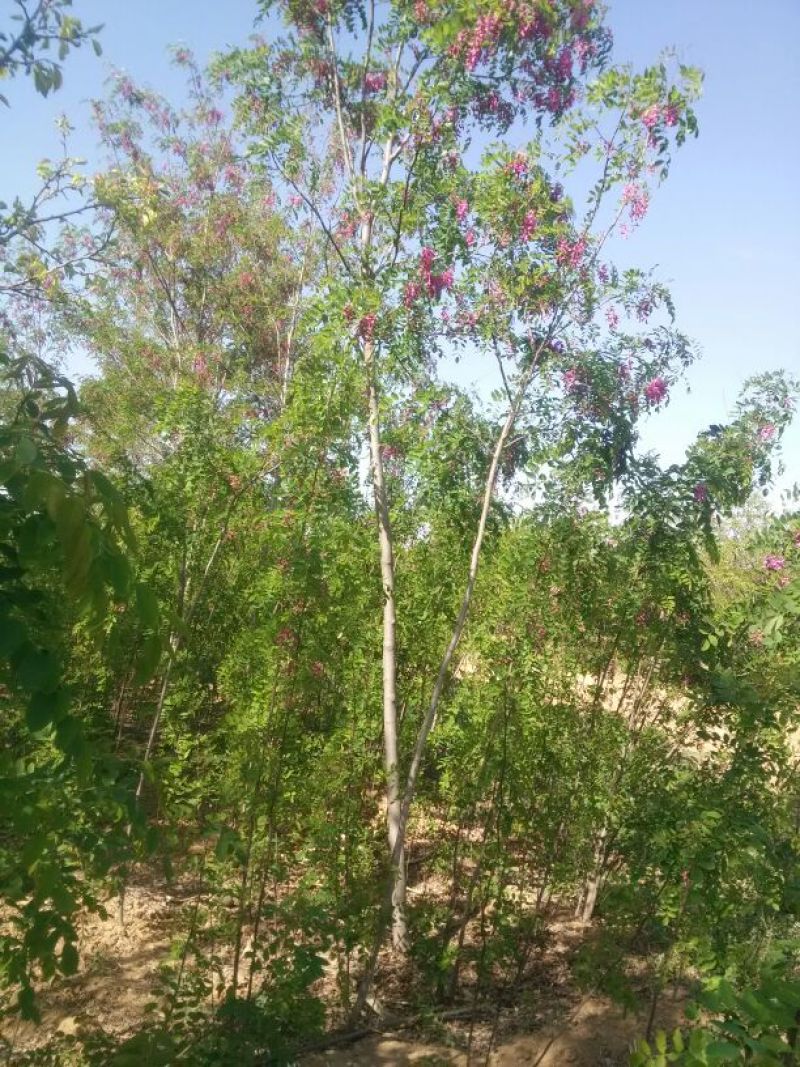 香花槐1~2米4~6cm4~6cm