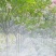 紫薇树6~8cm1.5~2米1~2米