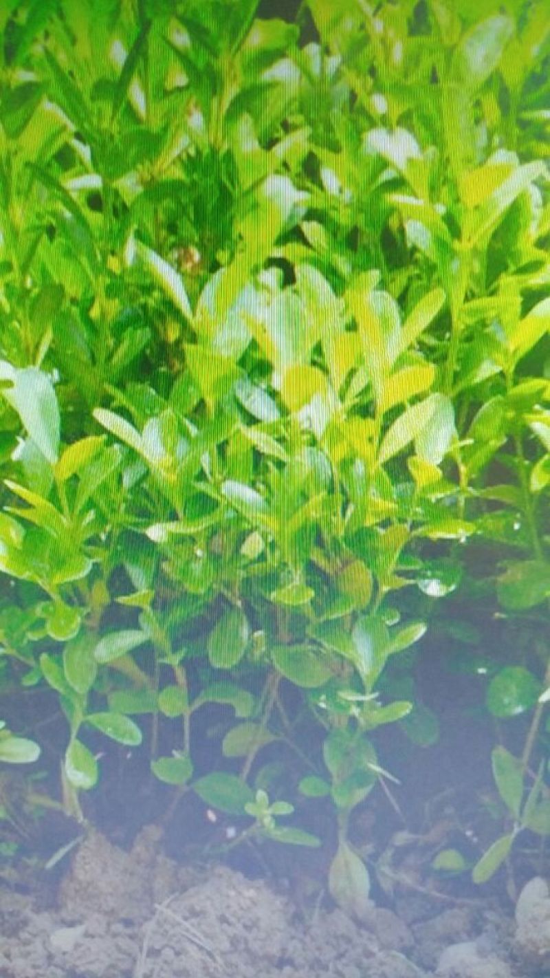 瓜子黄杨苗40~50cm