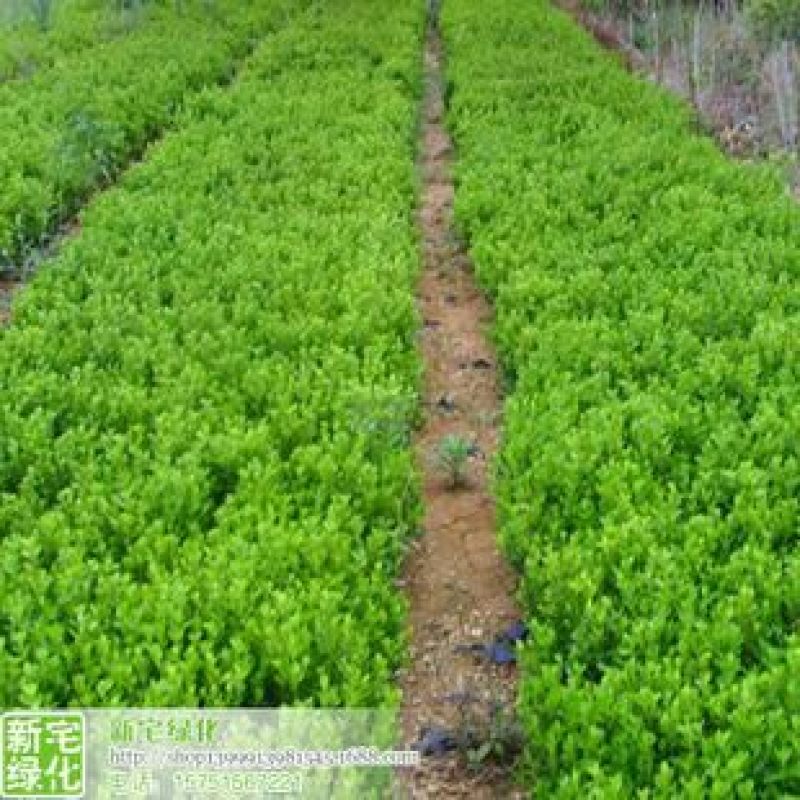 瓜子黄杨苗40~50cm