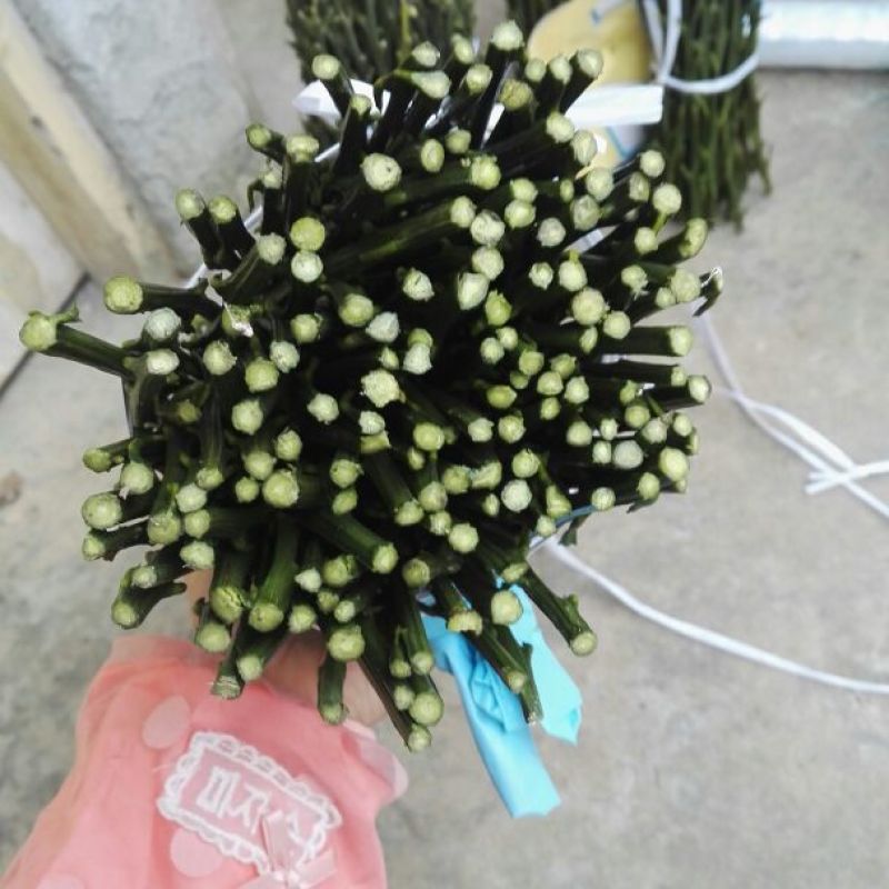 春见耙耙柑不知火嫁接穗条15-35厘米长量大从优