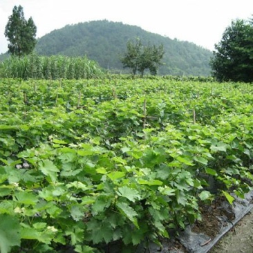夏黑葡萄苗30~50cm1年