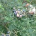 野生蓝莓鲜果