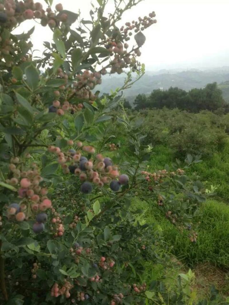 野生蓝莓鲜果