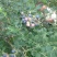 野生蓝莓鲜果