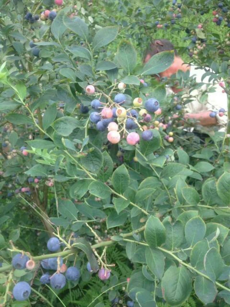 野生蓝莓鲜果