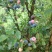 野生蓝莓鲜果