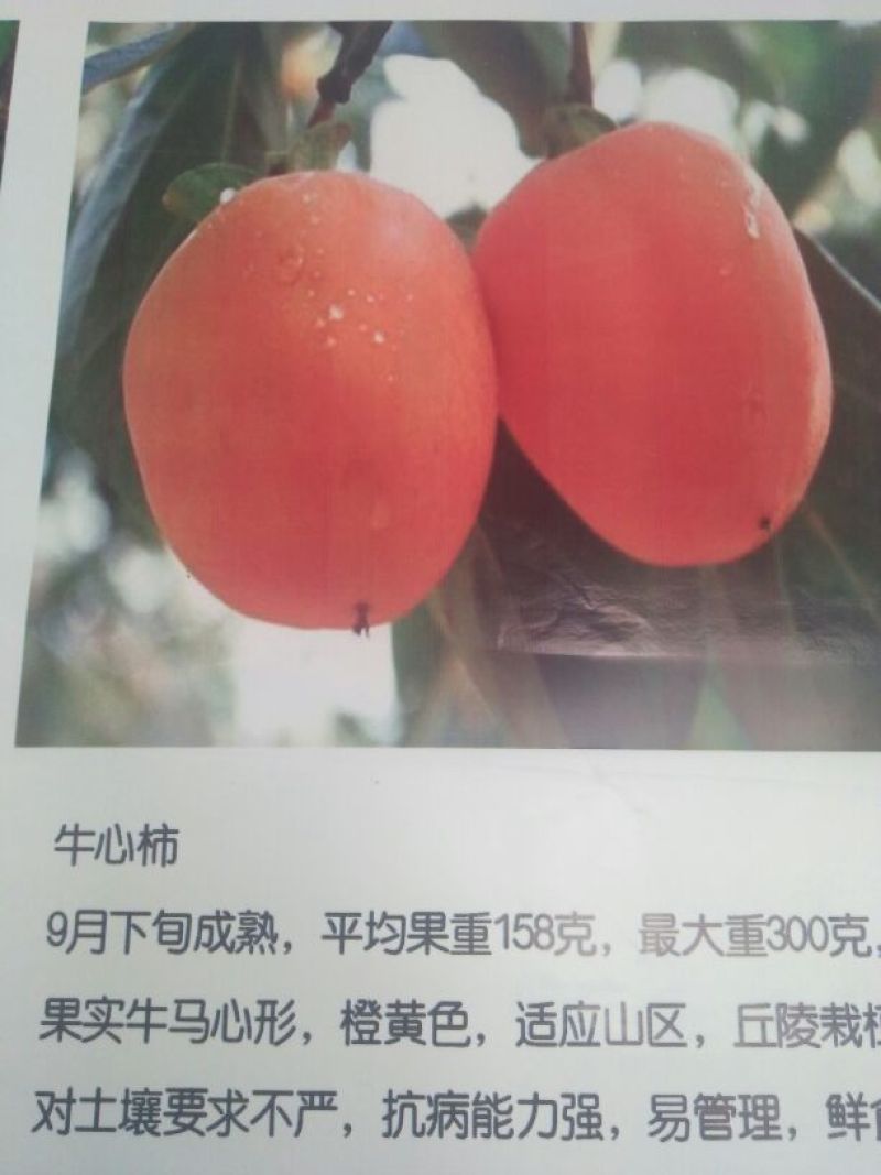 柿树2cm以下4cm以下1.5~2米