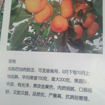 柿树2cm以下4cm以下1.5~2米