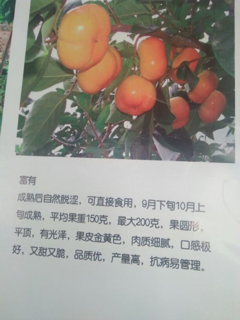 柿树2cm以下4cm以下1.5~2米