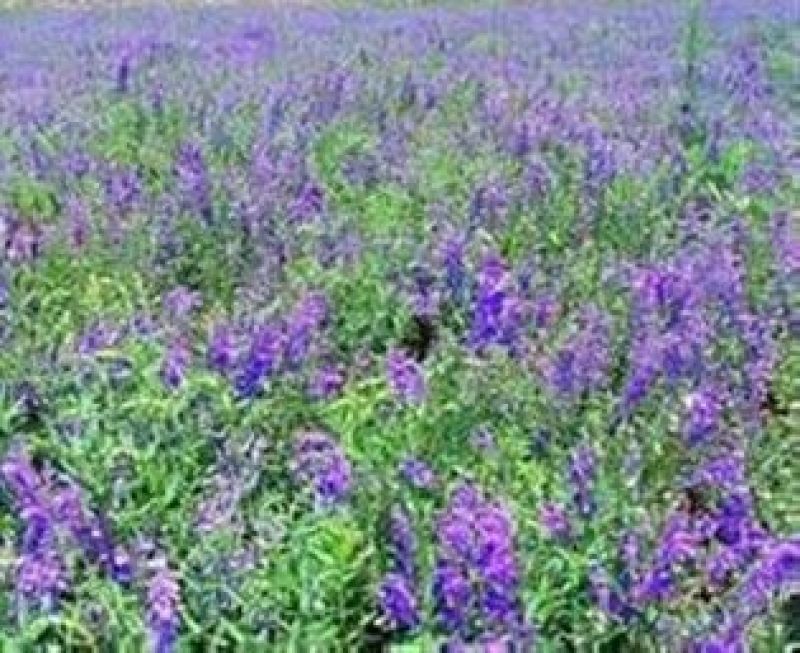 黄芩种子96%以上