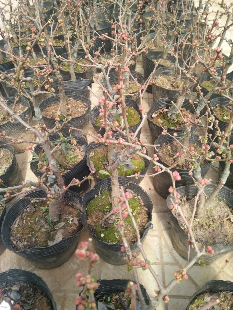桃梅30~50cm规格齐全造型漂亮质量保证价格合理