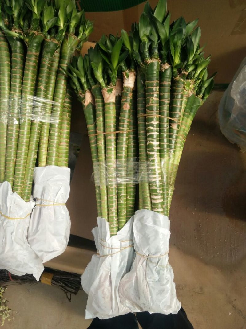 富贵竹，规格齐全货品新鲜价格合理