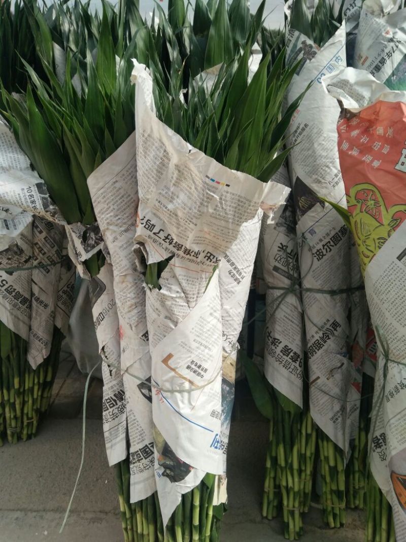 富贵竹，规格齐全货品新鲜价格合理