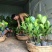 1号菠萝蜜苗稿接树