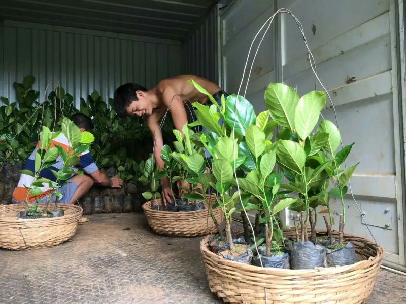 1号菠萝蜜苗稿接树