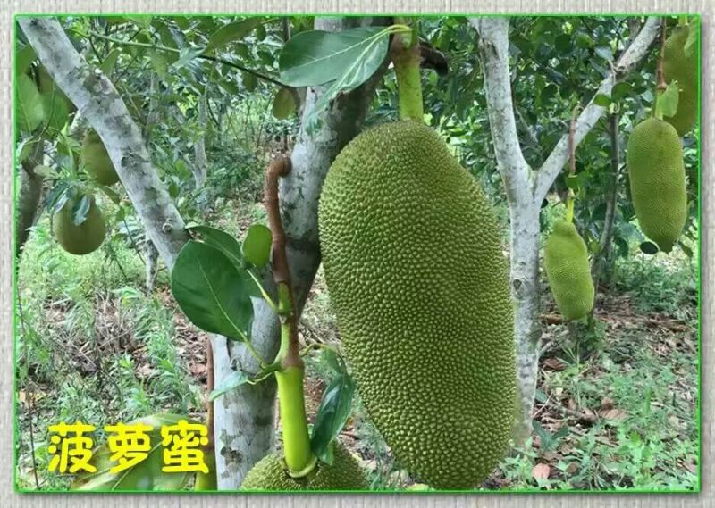 1号菠萝蜜苗稿接树