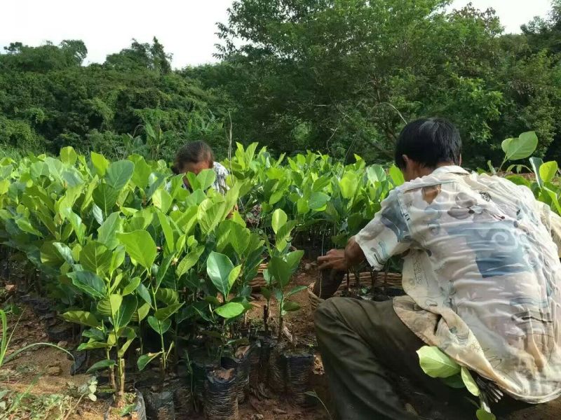 1号菠萝蜜苗稿接树