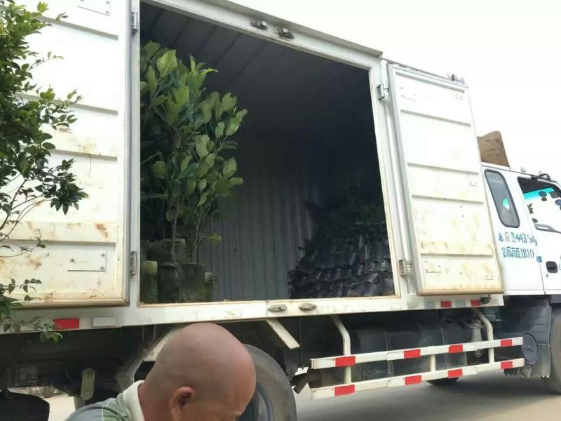 1号菠萝蜜苗稿接树