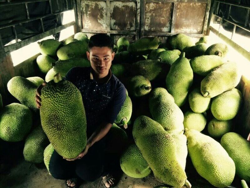 1号菠萝蜜苗稿接树