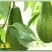 牛油果苗30~50cm