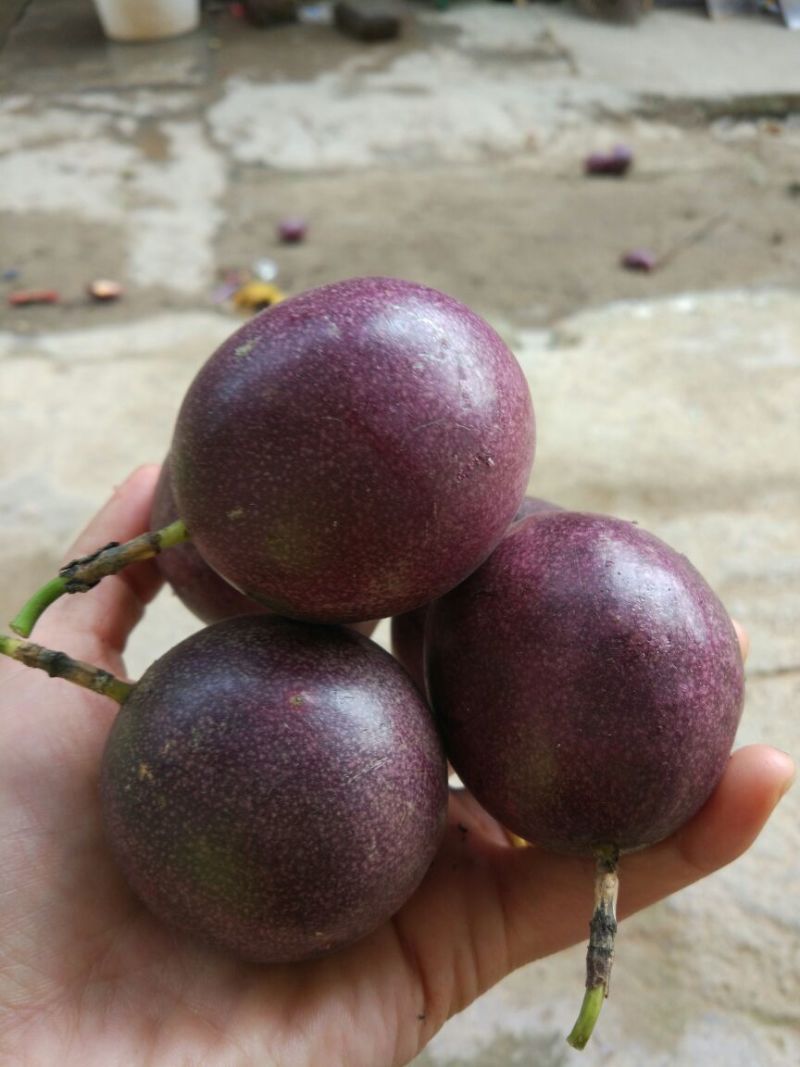 满天星百香果苗10~20cm