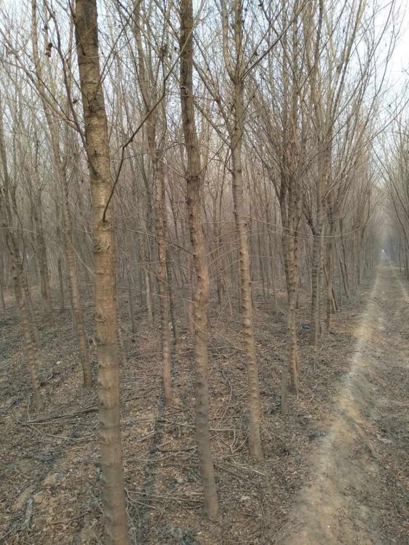 榆树6~8cm6~8cm3.5~4m