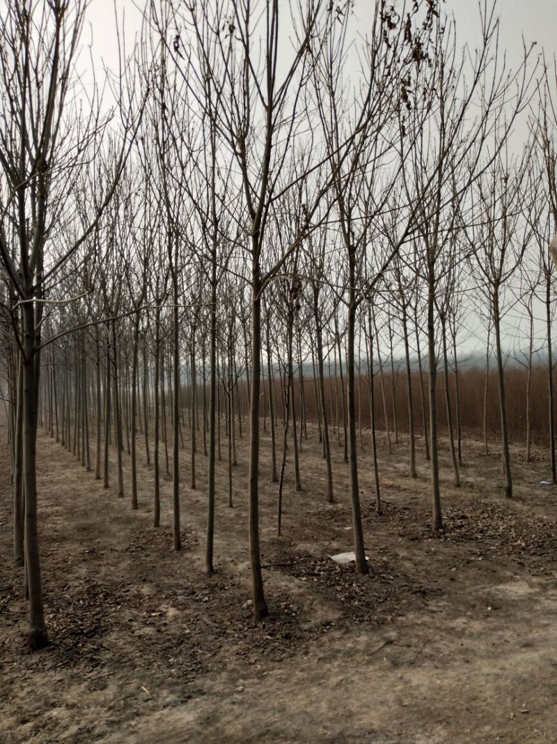 榆树6~8cm6~8cm3.5~4m