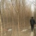 榆树6~8cm6~8cm3.5~4m