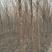 榆树6~8cm6~8cm3.5~4m