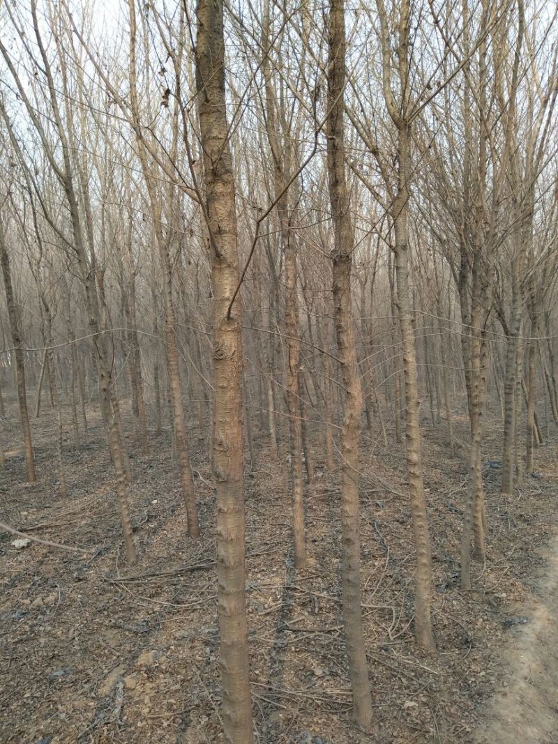 榆树6~8cm6~8cm3.5~4m