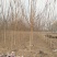 榆树6~8cm6~8cm3.5~4m