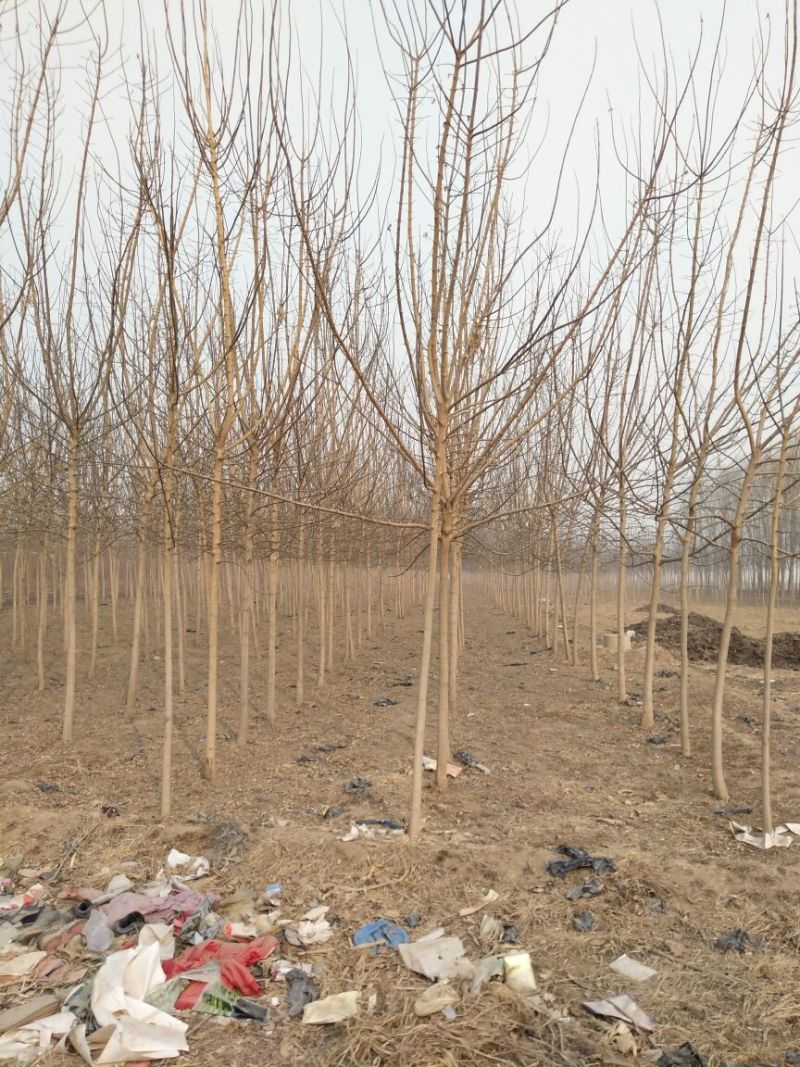 榆树6~8cm6~8cm3.5~4m