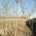 榆树6~8cm6~8cm3.5~4m