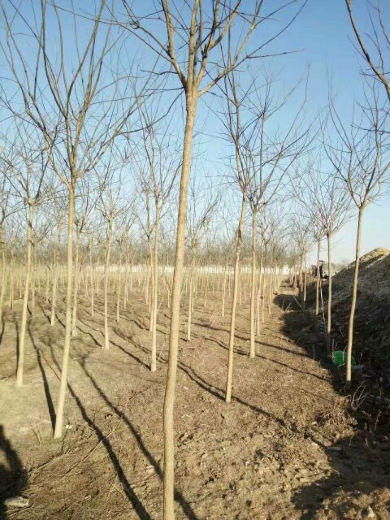 榆树6~8cm6~8cm3.5~4m