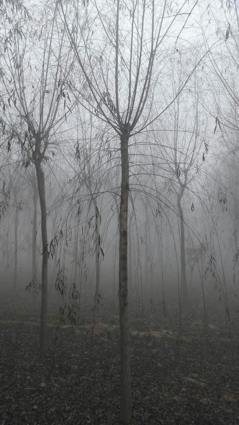 榆树6~8cm6~8cm3.5~4m
