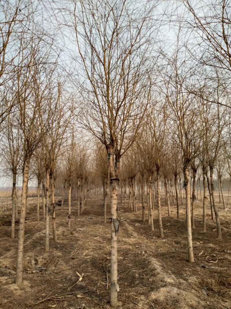 榆树6~8cm6~8cm3.5~4m