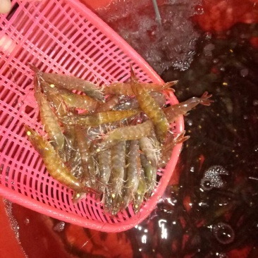 南美白对虾食用活虾