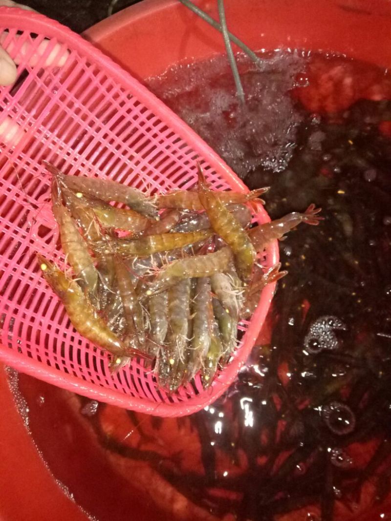 南美白对虾食用活虾