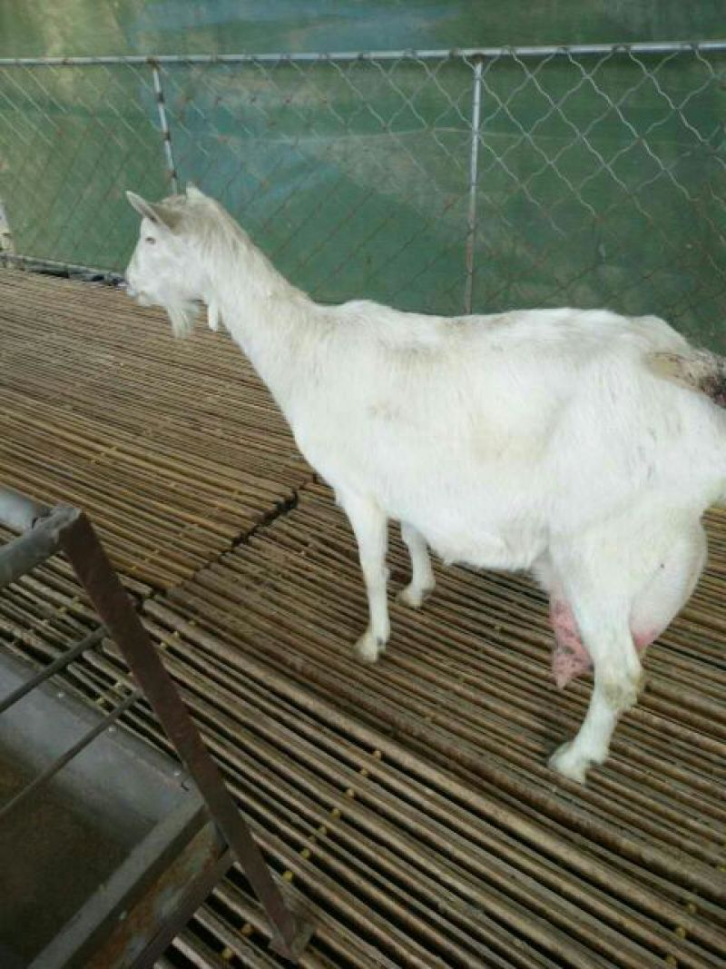 关中奶山羊60~80kg