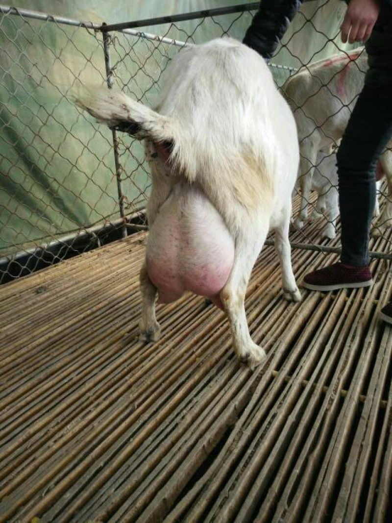 关中奶山羊60~80kg