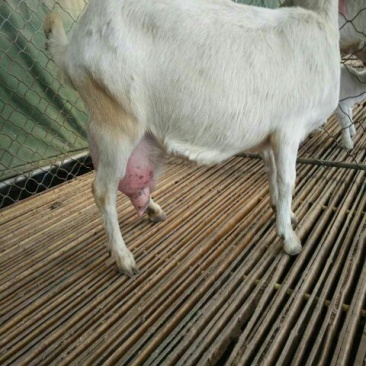 关中奶山羊60~80kg